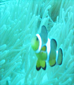 クマノミにも会えるプーケットの海