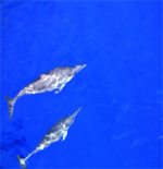 イルカに出会えるかも