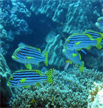 タイプーケットでしか見れない魚もいるかも