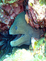 こんな魚にもあえる