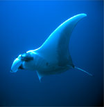 常夏屋のダイビングでマンタに会おう！