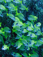 ダイビングイメージ