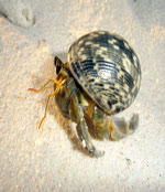 ダイビングでヤドカリ発見