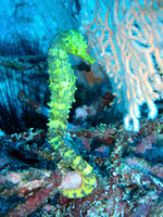 プーケットの海でタツノオトシゴを見よう