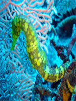 ダイビングイメージ