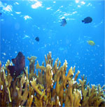 ダイビングイメージ