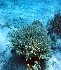 常夏屋のオススメするダイビングポイント