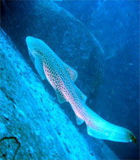 ダイビングでレオパードシャークにあえるかも