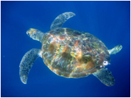 こんな魚にもあえる