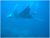 料金に含まれない物