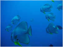 イースト・コーストのダイビングポイント