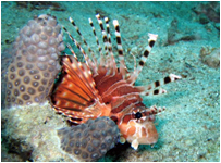 バンガローベイのダイビングポイント