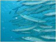 ラチャ・ノイ島のダイビングポイント