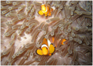 アネモネリーフのダイビングポイント