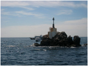 ダイビングでレオパードシャークにあえるかも