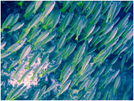 キングクルーザー・レック