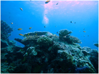 シミラン諸島のダイビングポイント