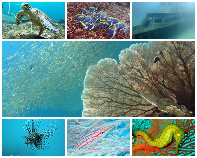 常夏屋のファンダイビング