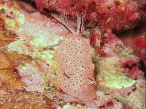 ヒオドシウミウシ科