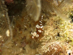 efbdb2efbdbfefbdb7efbe9eefbe9defbe81efbdacefbdb8efbe93efbdb4efbe8befbe9e