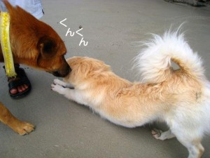 img_0218-1efbd8aefbd90efbd87