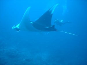 manta-ray