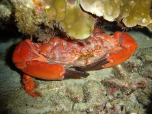 red-crab