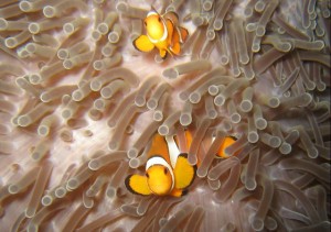 ｶｸﾚｸﾏﾉﾐ