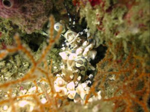 e38395e383aae382bde383871