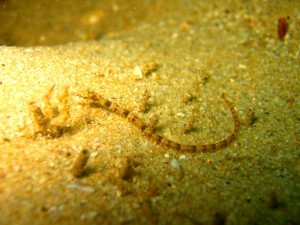 e382a4e382b7e383a8e382a6e382b81