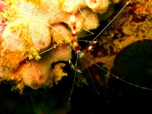 e382aae38388e38392e383a1