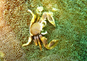 e382b3e3839be382b7e382abe3838be38380e3839ee382b7