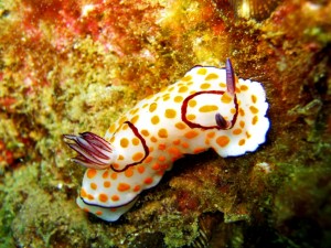 e383aae382b9e38399e382ade382a2e383bbe38397e383abe382b1e383a9efbc92