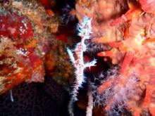 t02200165_03800285117916010771