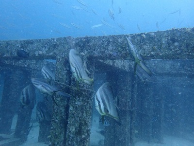 20179645_10213822699941650_1120125140_n[1]