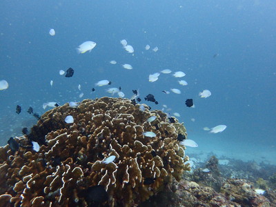 31351311_10216433542931093_8468381721828524032_n