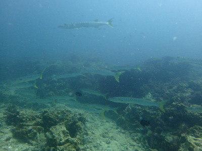 31417023_10216433535610910_752418084882481152_n